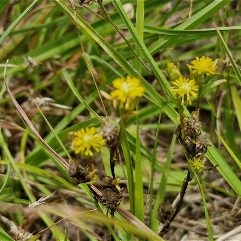 Triptilodiscus pygmaeus