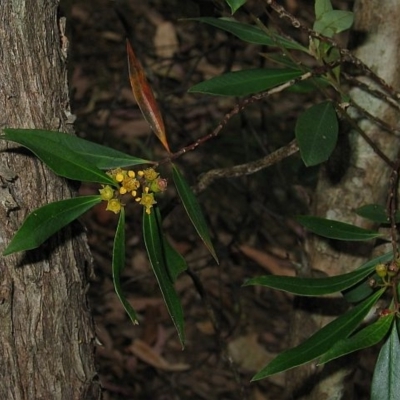 Tristaniopsis collina