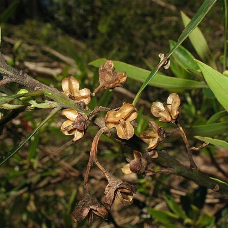 Tristaniopsis laurina