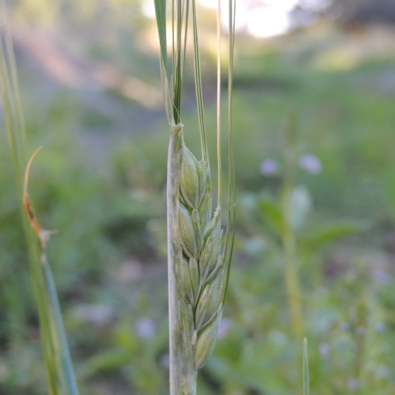 Triticum aestivum