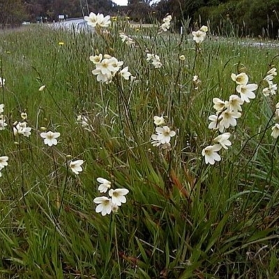 Tritonia gladiolaris