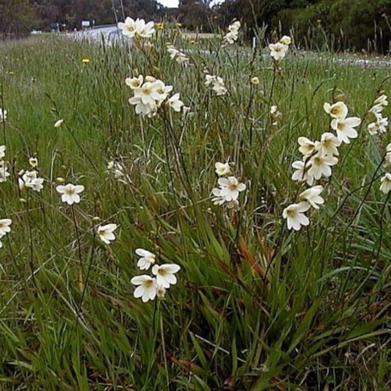 Tritonia gladiolaris