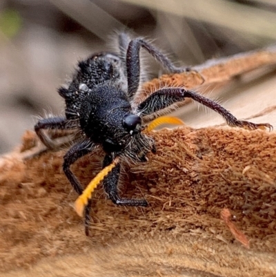 Trogodendron fasciculatum