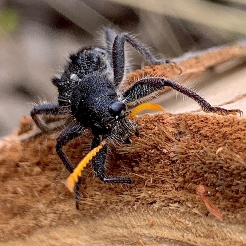 Trogodendron fasciculatum