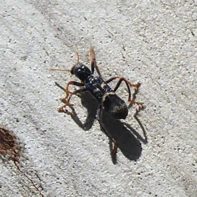 Trogodendron sp. (genus)