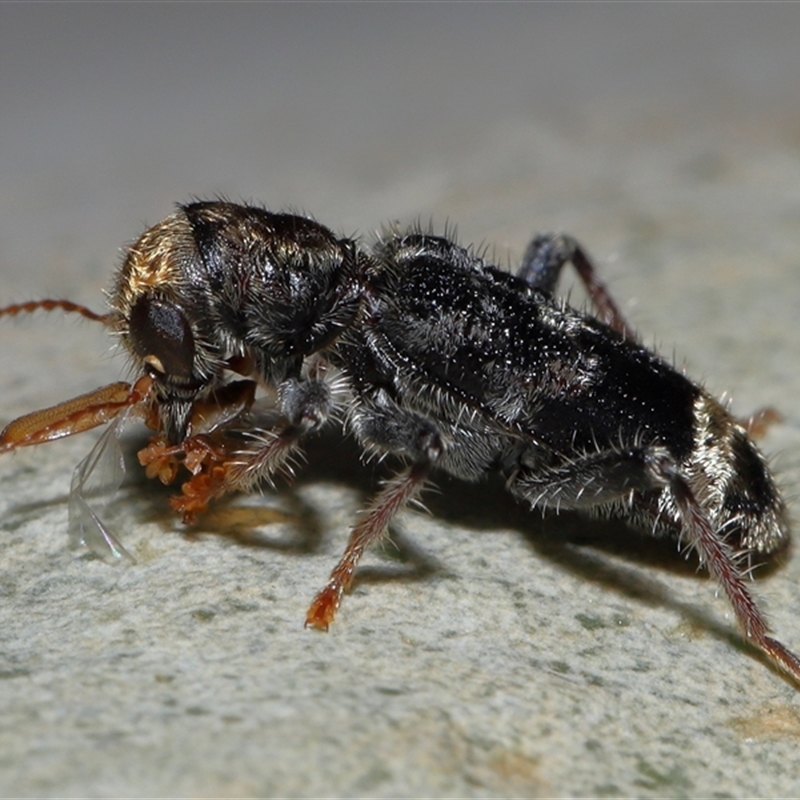 Trogodendron sp. (genus)