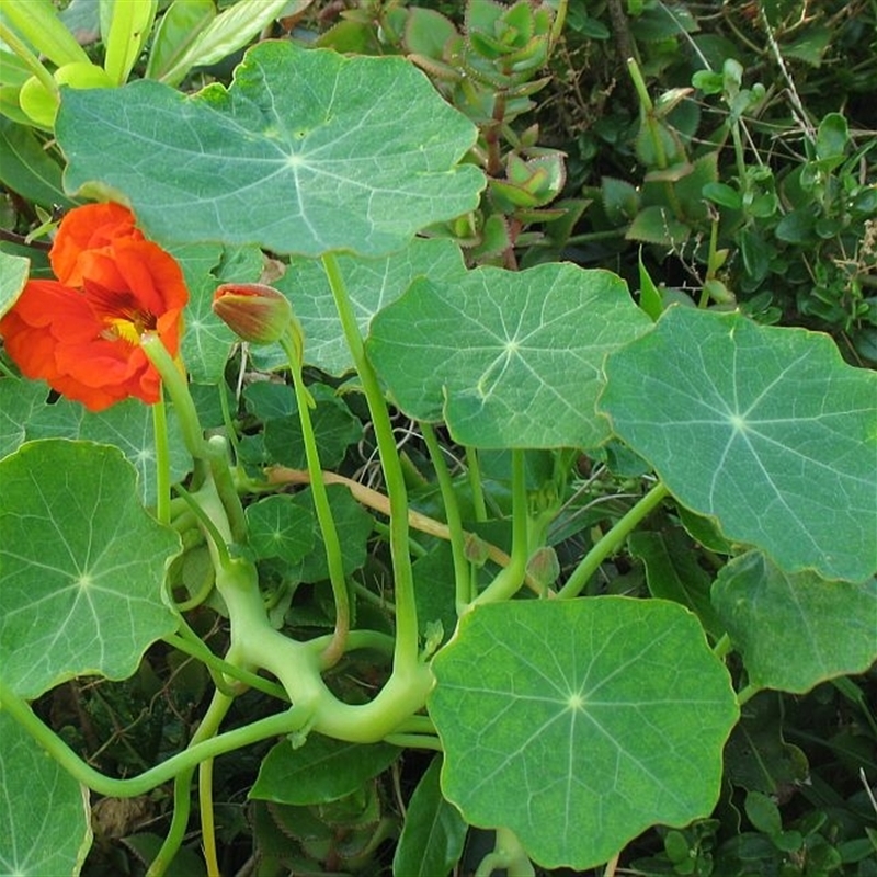 Tropaeolum majus