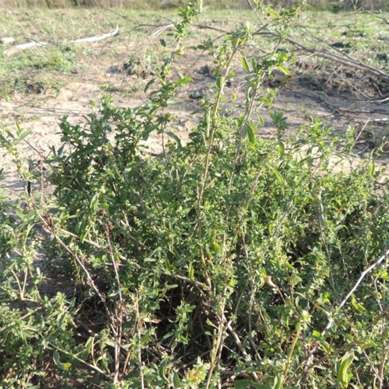 Atriplex semibaccata