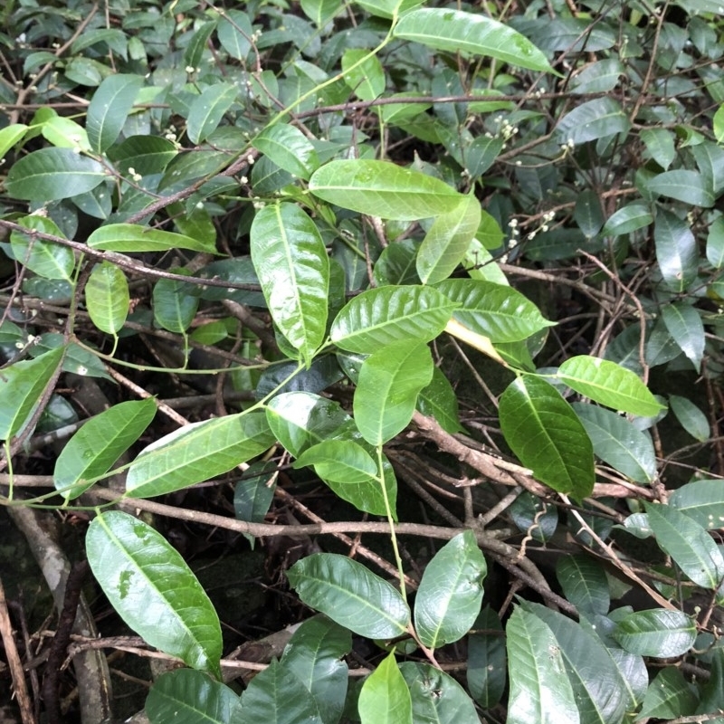 Trophis scandens subsp. scandens