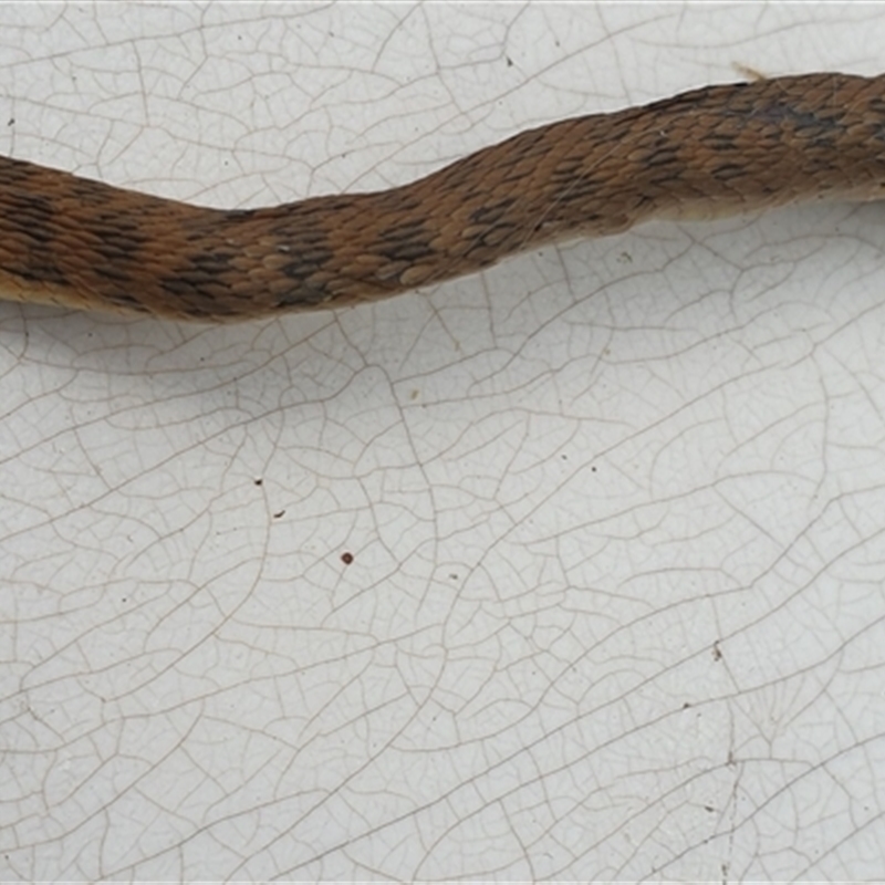 Tropidechis carinatus