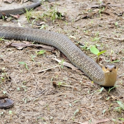 Tropidonophis mairii