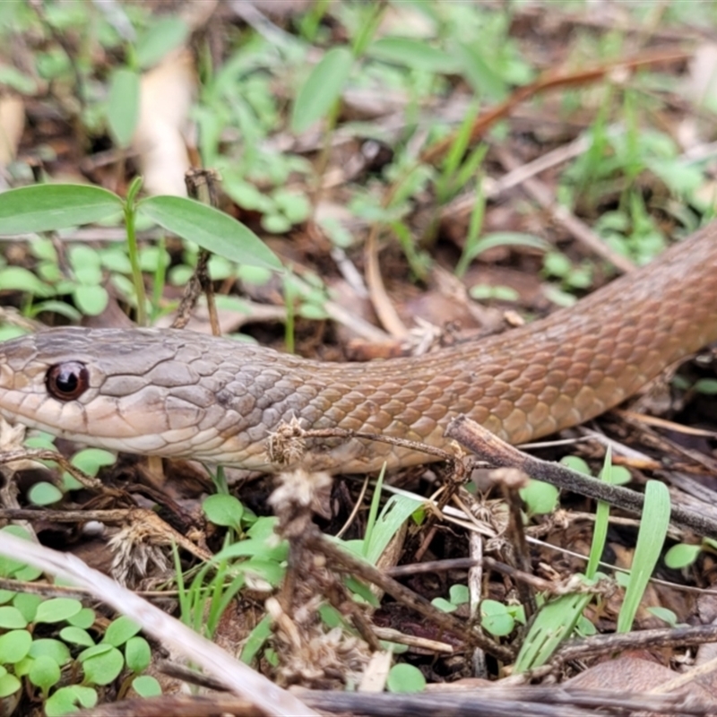 Tropidonophis mairii subsp. mairii