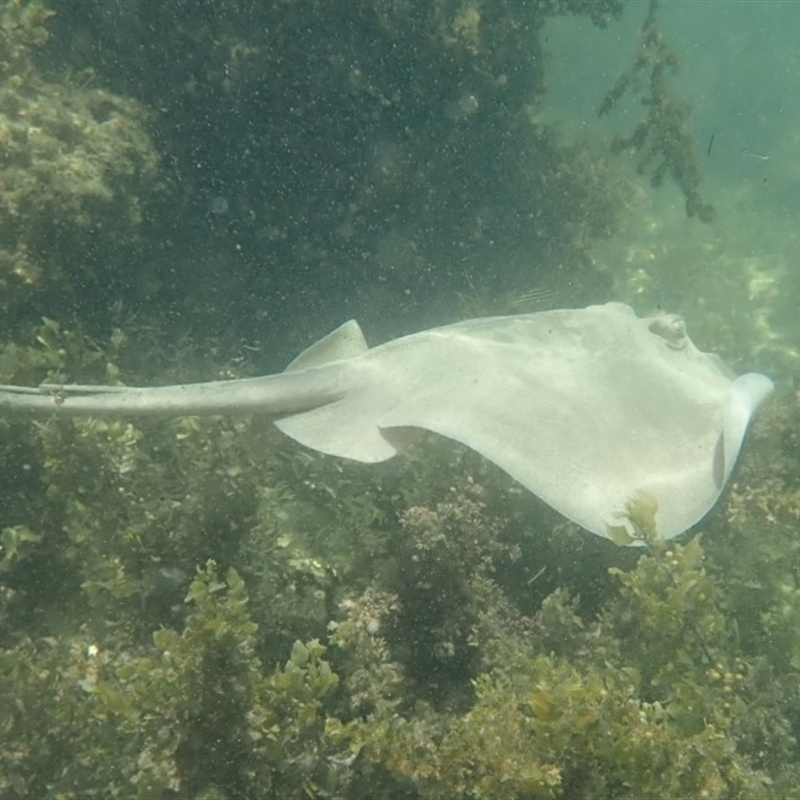 Trygonoptera testacea