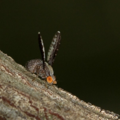 Trypetisoma digitatum