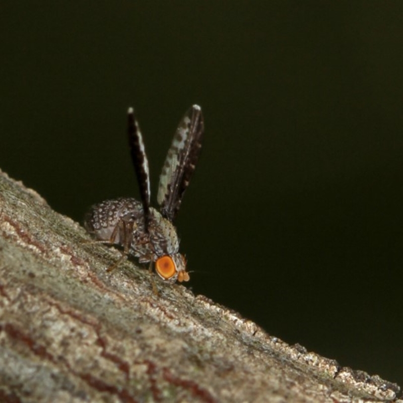 Trypetisoma digitatum