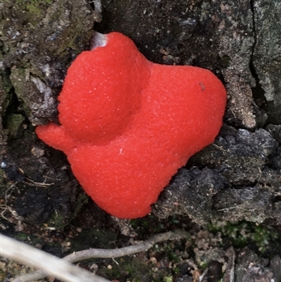 Tubifera ferruginosa