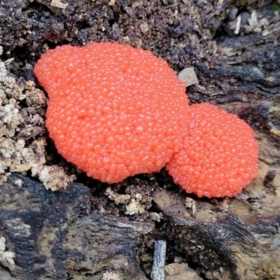 Tubifera ferruginosa Complex