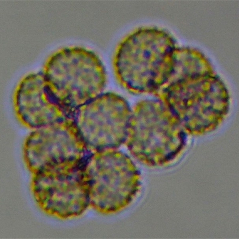 Tubifera ferruginosa Complex