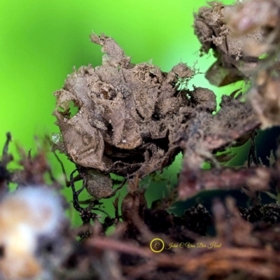 Tubifera sp.