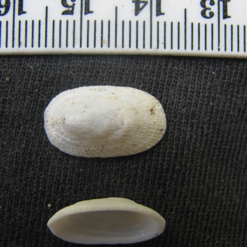 Tugali parmophoidea