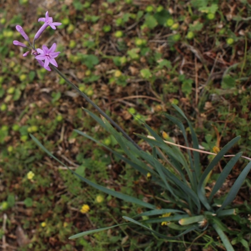 Tulbaghia violacea