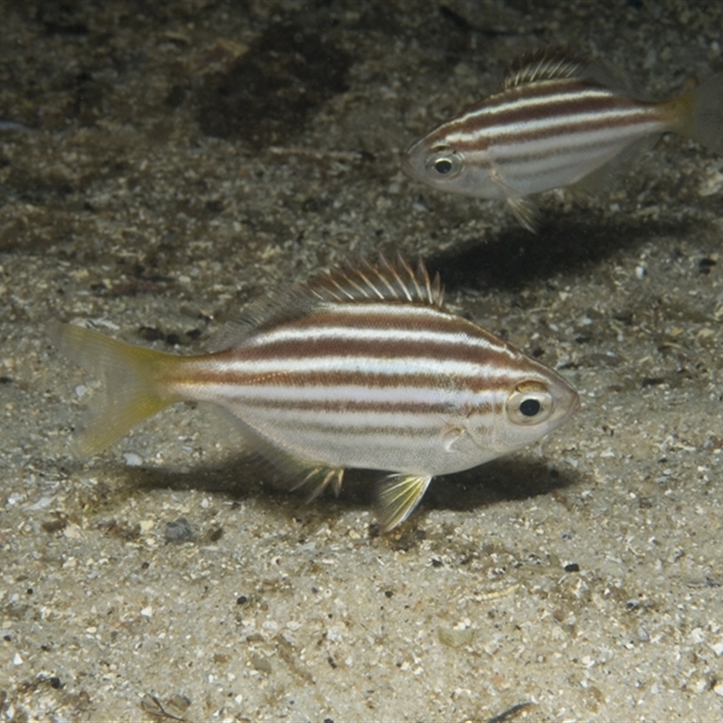 Atypichthys strigatus