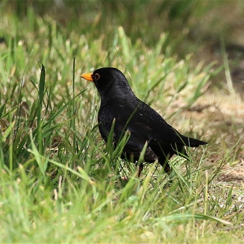 Turdus merula