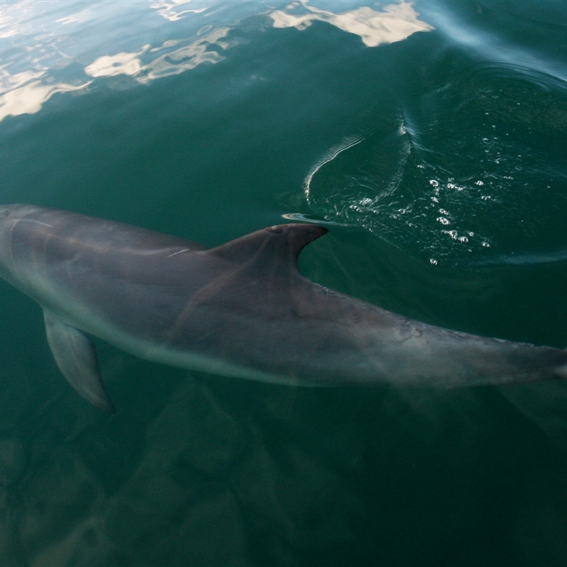 Tursiops aduncus