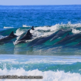 Bottlenose Dolphin - Rennies Beach Ulladulla