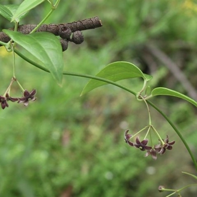 Vincetoxicum barbatum