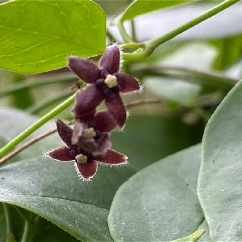 Vincetoxicum barbatum