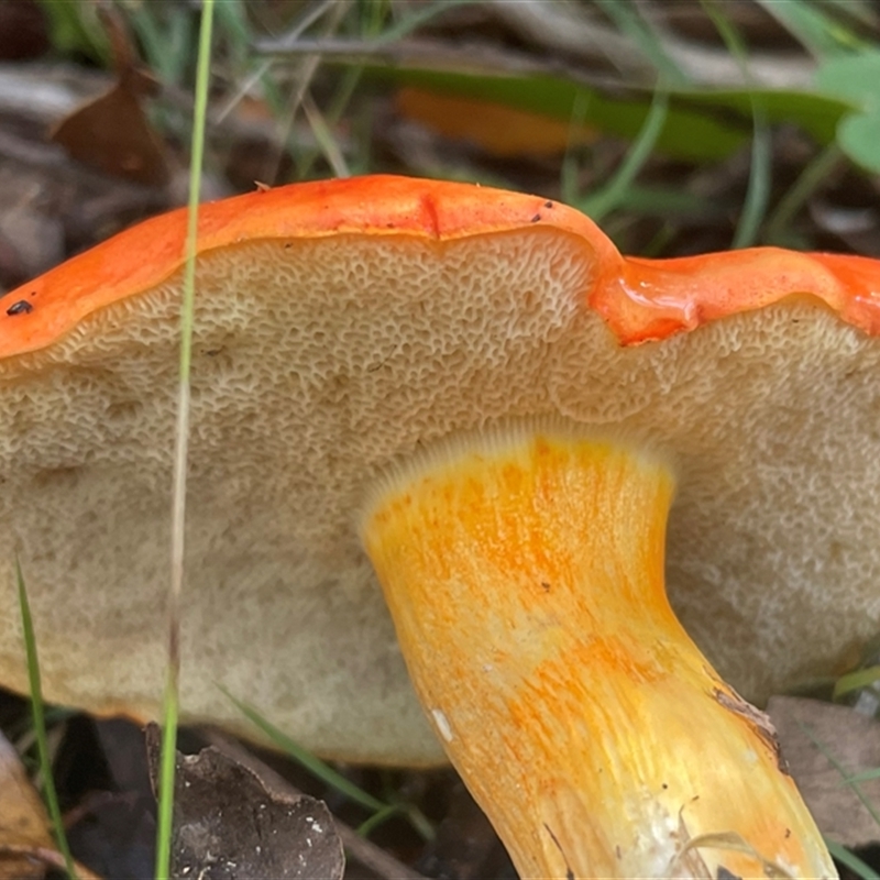 Tylopilus balloui (group)