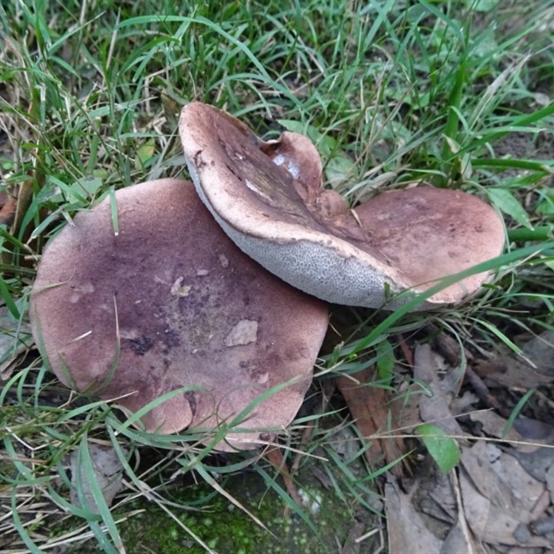 Tylopilus sp.