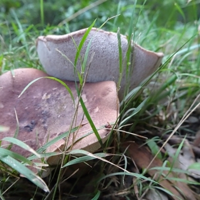 Tylopilus sp.