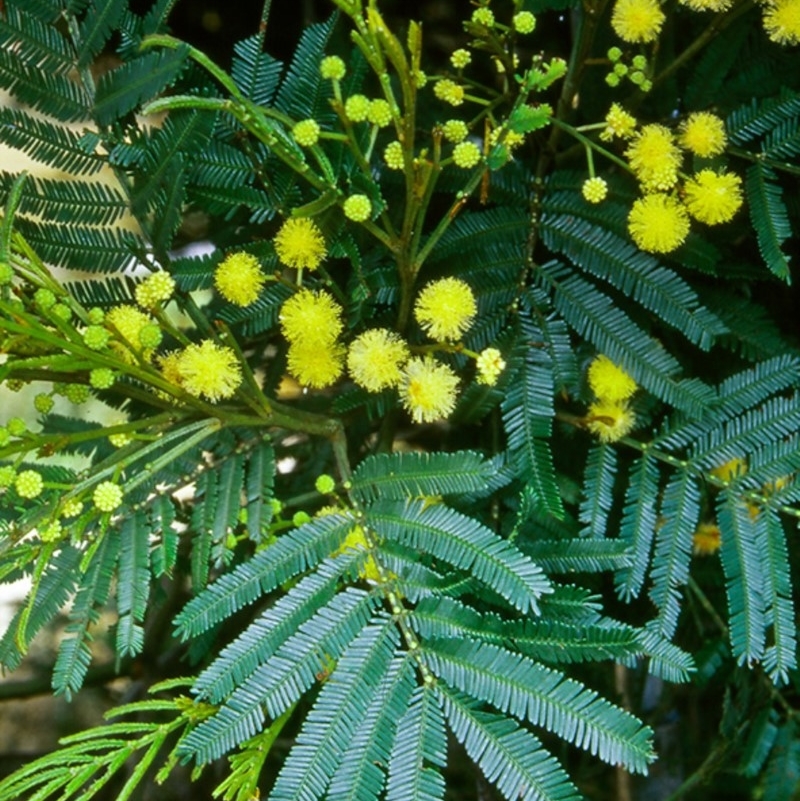 Acacia parramattensis