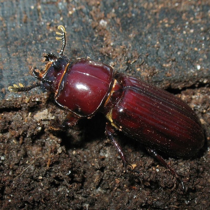 Aulacocyclus sp. (genus)