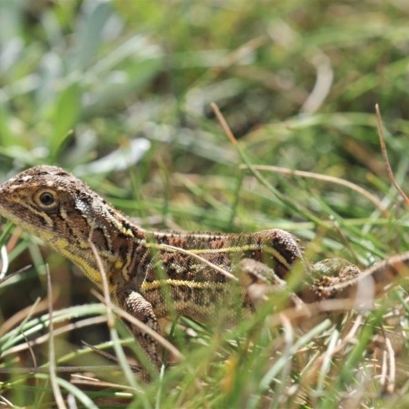 Tympanocryptis lineata