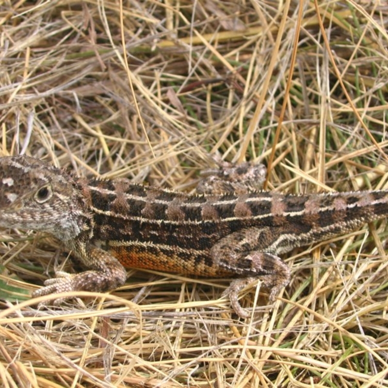 Tympanocryptis lineata