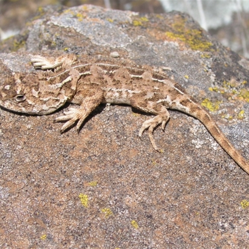 Tympanocryptis osbornei