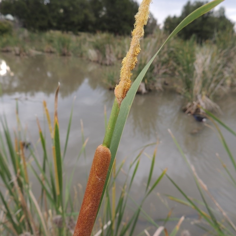 Typha domingensis