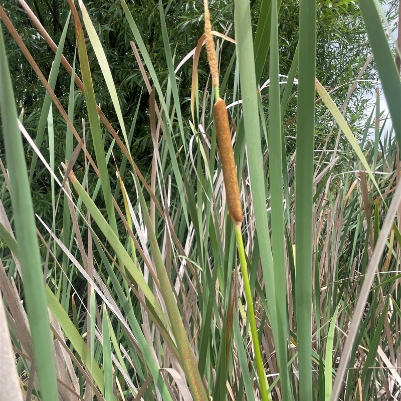 Typha domingensis