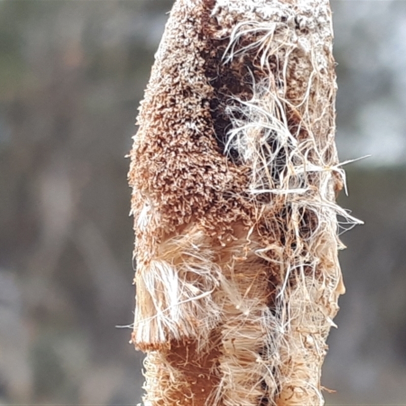 Typha latifolia