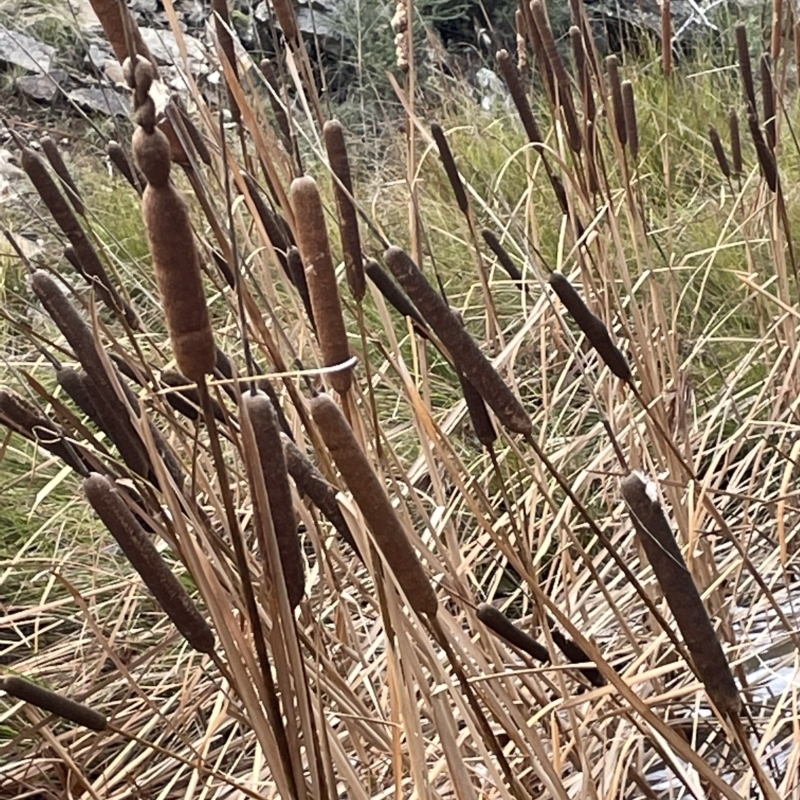 Typha latifolia