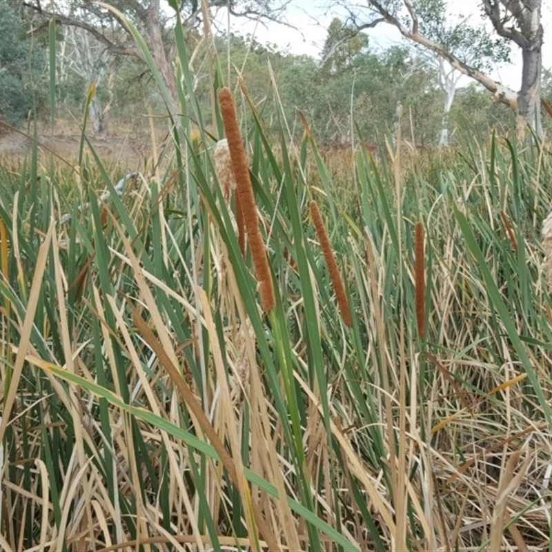 Typha sp.