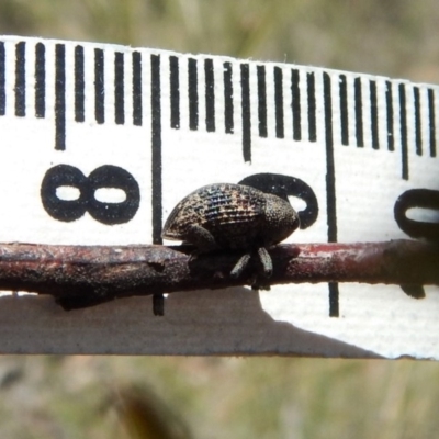 Tyrtaeosus sp. (genus)