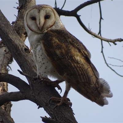 Tyto alba