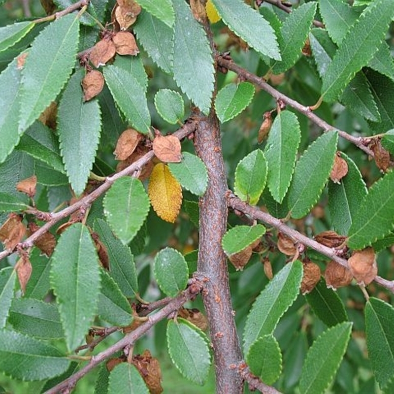 Ulmus parvifolia