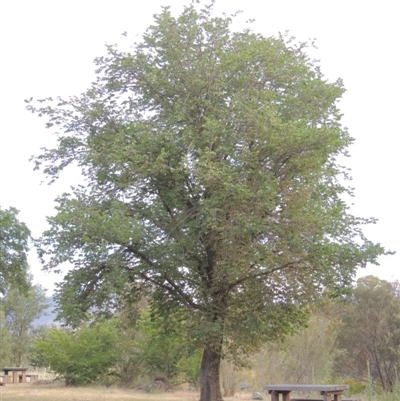 Ulmus procera