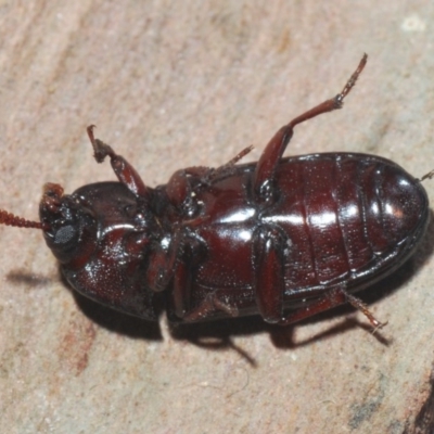 Uloma (Uloma) sanguinipes