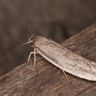 Oecophoridae provisional group 2